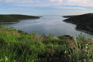Samonikle priobalne biljke otpornije na klimatske promjene i štetnike
