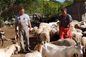 Braća Bože i Ivan Mandušić na svojoj farmi