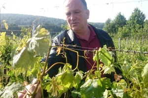 Tuča u novogradiškom kraju