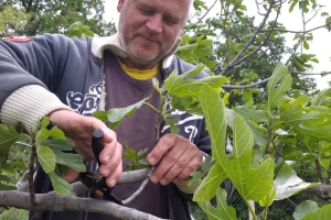 OPG Barac - uzgoj smokava