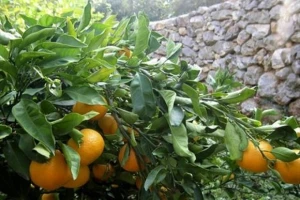 Neretvanske mandarine