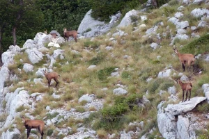 Lovačkim udrugama se vraća 754.500 kuna