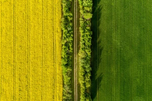 Iznad polja uljane repice
