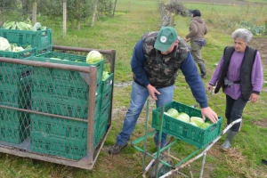 Uzgoj cvijeća na OPG-u Pavičić