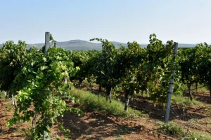 Vinarija Jokić u srcu Ravnih kotara