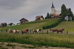 Hrvatski hladnokrvnjaci Petra Jadeka
