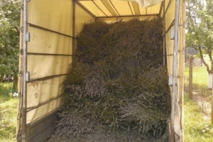 Lavanda u Antunovcu