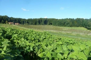 Biodinamičkim uzgojem štitimo i povrće i tlo