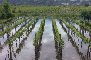 Bayer vinogradarski savjeti 09.05-15.05.2016.