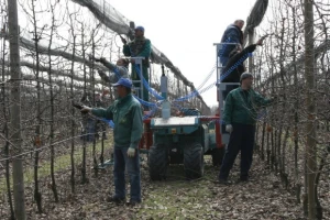 Rezidba voćnjaka i prezentacija platforme za rezidbu s pneumatskim škarama