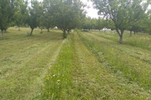 OPG Vidaković