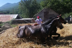 Vršidba u Zagvozdu