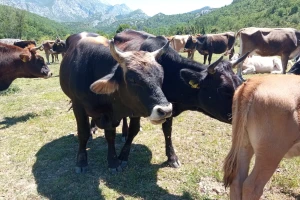 Uzgoj goveda na OPG-u Krnić