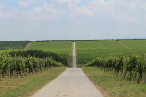 Vinska cesta Banovo brdo
