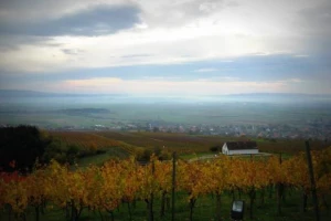 Jesen u Kutjevačkim vinogradima