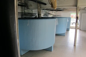 Umjetni mrijest šarana