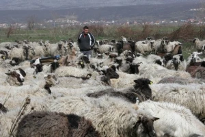 Farma ovaca Obrt Masle u Brnazama