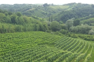 Vinarija Jagunić