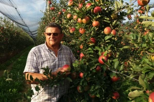 Berba jabuka: Domaće ima dovoljno, ali tržište preplavile uvozne