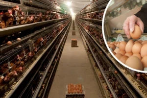 OPG Pivac - uzgoj koka nesilica po standardima EU