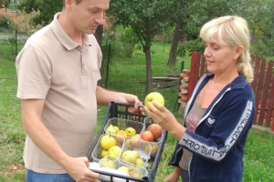 Ljetne kruške