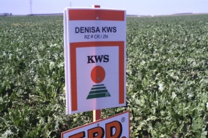 Dan polja KWS sorata šećerne repe