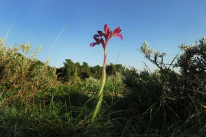 Divlje orhideje na jugu Istre, Kamenjak