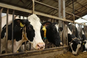 Farma muznih krava Arator u Lovasu