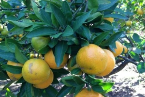 Opuzenske mandarine