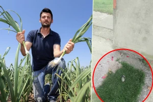 Ostavili mu ručnu bombu u dvorištu