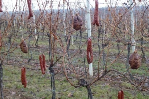 Vinceška 2012. Vina Belje