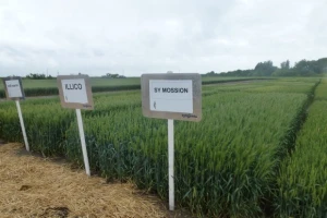 Syngenta pokus ozime pšenice