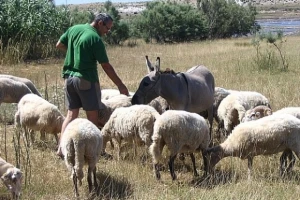 Ovaca pasmine pramenka i janjaca sve manje na Braču i Pagu