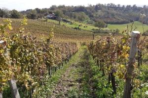 Pjenušci s Plešivice iz Vinarije Tomac