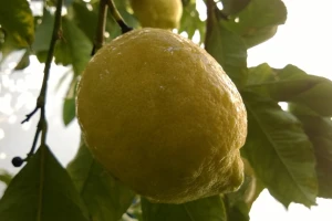 Uzgoj limuna