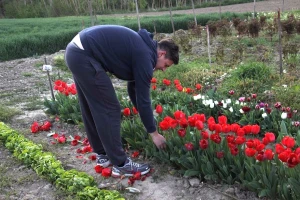 Podravski tulipani obitelji Melnjak