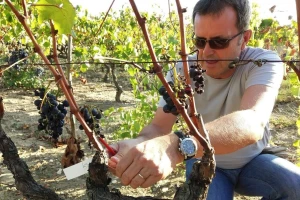 Prof. dr. Edi Maletić i tim znanstvenika s Agronomskog fakulteta: Otkrili i zaštitili 130 autohtonih sorti vinove loze!