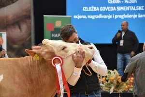 31. Državna stočarska izložba: Ovo su najbolja hrvatska grla