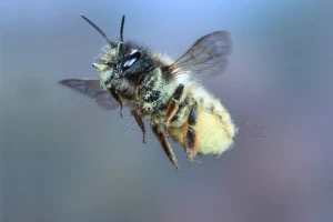 Solitarne pčele