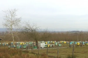 OPG Stanić - zaljubljenici u pčelarstvo!