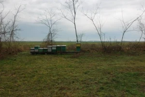 Pčelar u poblemima