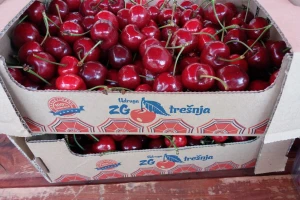 Zg trešnja