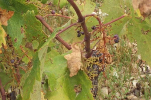 Divlje svinje u vinogradima