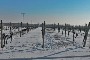 Vinceška 2017. Belje