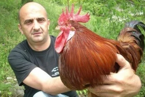 Peradarstvo - koke hrvatice
