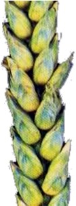 snijet