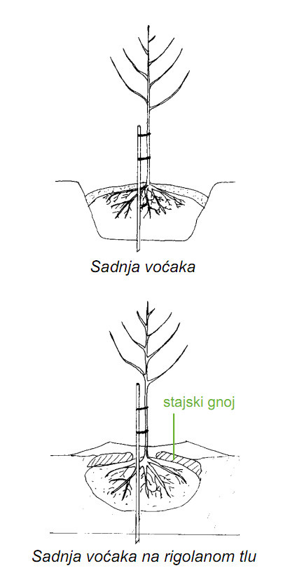Sadnja voćki