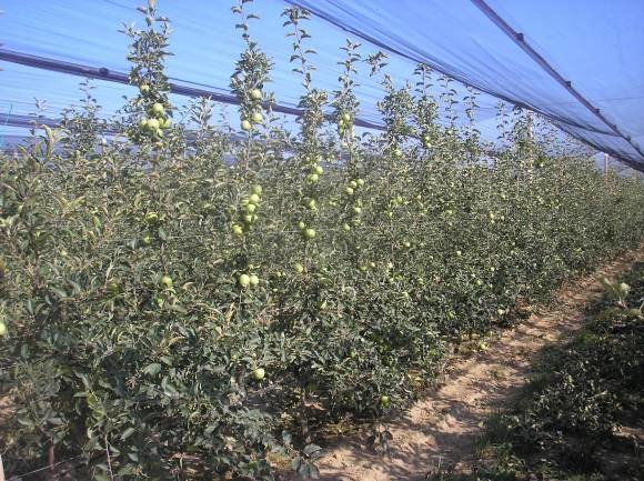 Slika 5 - prikazuje plantažu jabuka gdje imamo uravnotežen odnos između plodono&scaron;enja i vegetativnog rasta, &scaron;to omogučava da se svjetlost ravnomjerno probija kroz kro&scaron;nju do svih plodova. 