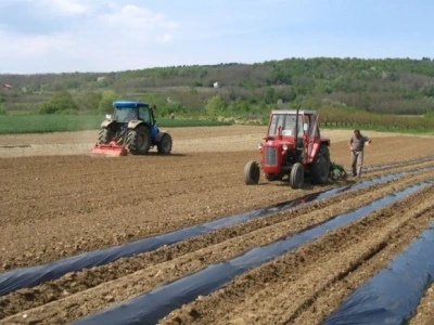 Uzgoj na poljima kooperanata
