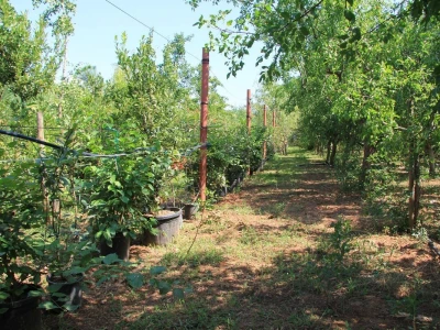 1. rovinjski Dani smokava